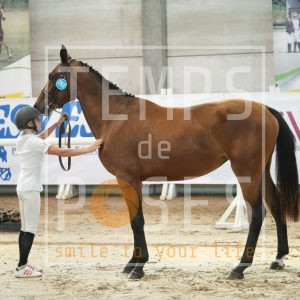 Rainha du petit tresor