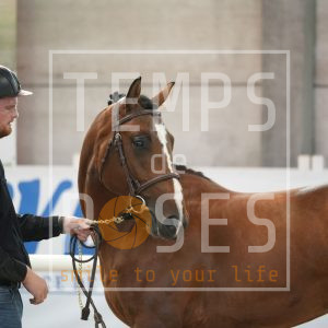 Reventador de st Eleuthere