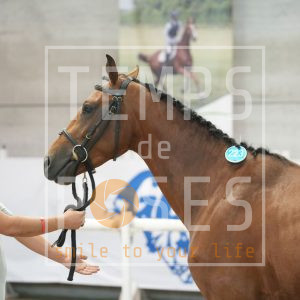 Daylignht van Gulden