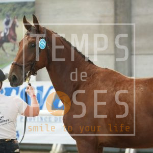 Ruby du haras de Ronquières