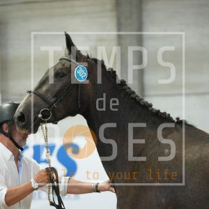 D'oucha des dix bonniers Z