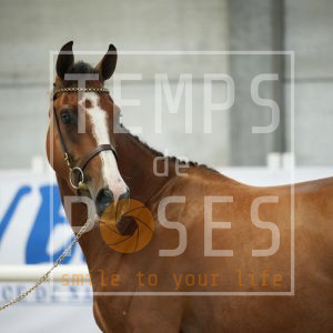 Chance folle de la bastide Z