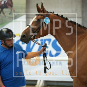 Queen Diamond GS new Life