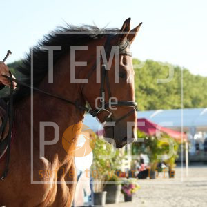 Viking van Egenhoven