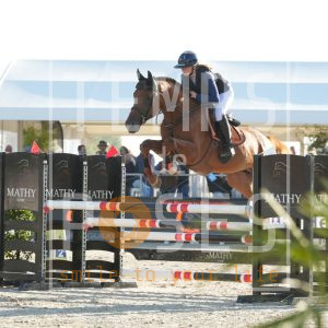 Castaar van de Cobbaertshoeve Z