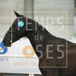 Corydalis du residelle Z