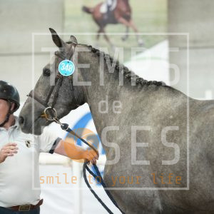 Ramses du petit marais Z