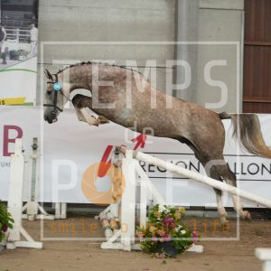 Qualypso du grand chêne