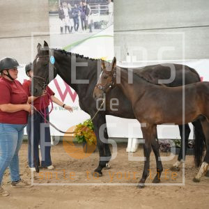 Junior du petit Geer Z