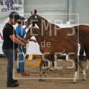 Défi du petit baty Z