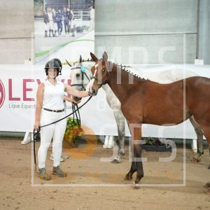 Bijoux fée des sources Z