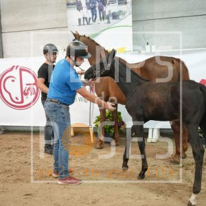 Celeste du petit baty Z