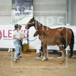 Bagheera des hayettes Z