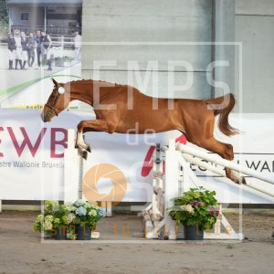 Ester equestrian alliance Z