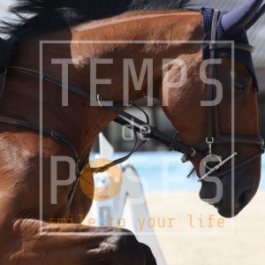 Un Ami vd Berghoeve Z