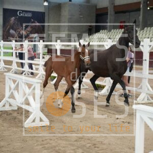 DRS00609