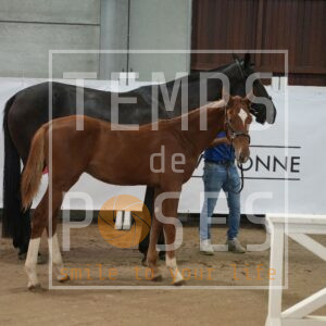 ULTIMATUM DU CANTER Z