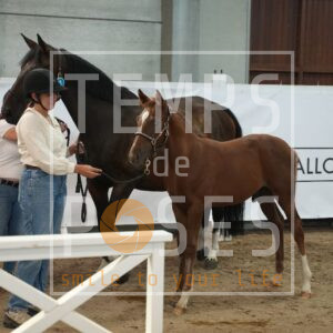 DARCY DE LA LOTHARINGIE Z