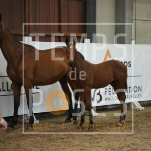 MORRISON DU CANTER Z