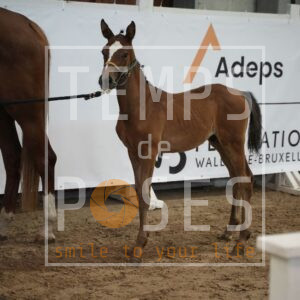 ATLAS DES TEMPLIERS AD Z