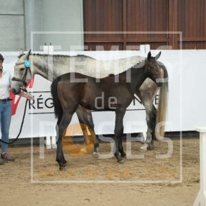 DARLING DE DAHOMONT Z