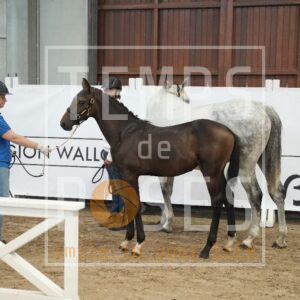 ULTIMA BELAMY DE CHAVANNE