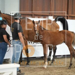 JEWELS AG Z