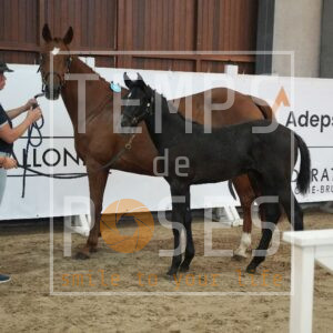 COUP D COEUR DE ROSSEIGNIES Z