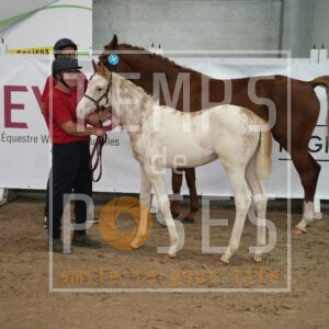 DREAM WHITE LOVELEY A&S