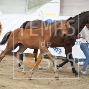 UCCELLO DES O REVES