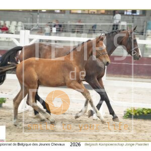 1_FOALS