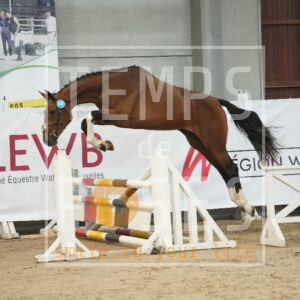 DIAMANTS CARIBA W Z