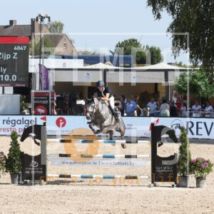 Comtesse Van 't Zijp Z