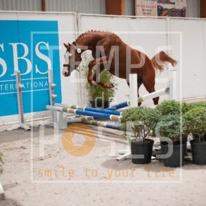 BASIL VAN T KLEIN HOLLAND