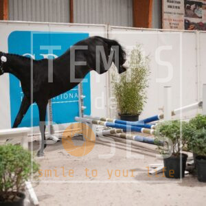 DRS09950