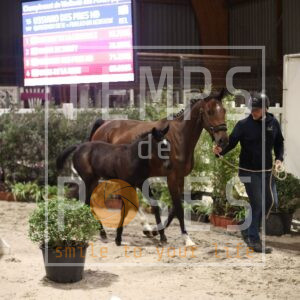 CAYENNE VAN DE GROOTEN HARDINK Z