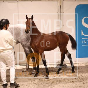 UNE SANS CHICHIS DE RIVEREUILLE