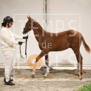 HR2A0525