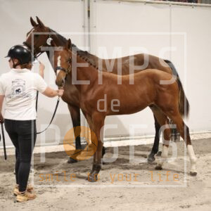 UP TEMPO DU TIT'HORSE