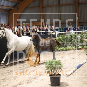 UNE CHANCE DU VERT PIGNON
