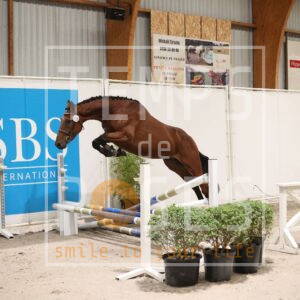 CONDOR DU PETIT MARAIS Z
