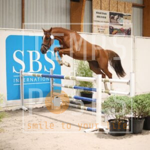 HR2A2274